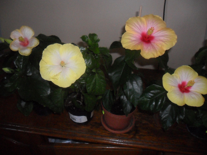 Hibiscus Amanda Dubin + Emily + Yelow Holiday