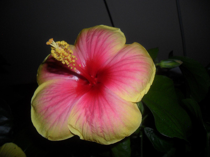 Hibiscus Oberon