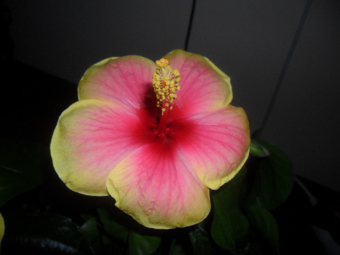Hibiscus Oberon