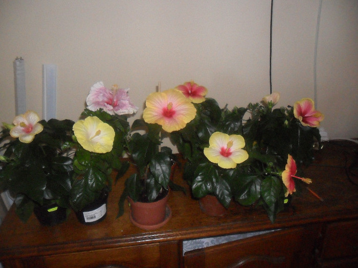 Hibiscus grup