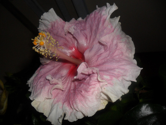Hibiscus Baby Girl