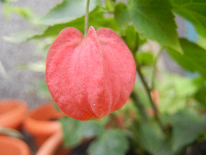 Abutilon megapotamicum (2012, Aug.19) - Abutilon megapotamicum