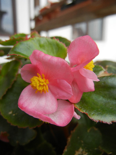 Begonia semperflorens (2012, August 19)