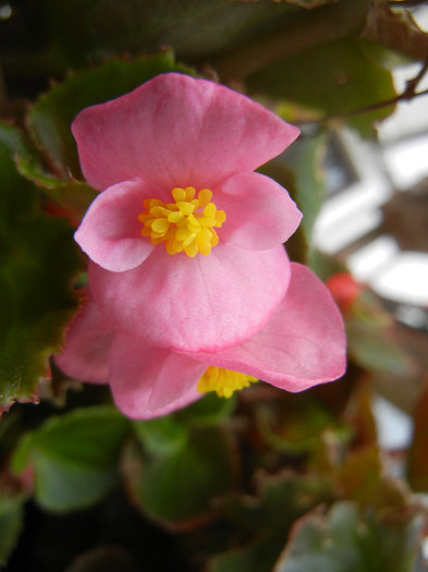 Begonia semperflorens (2012, August 19) - Begonia semperflorens