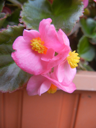 Begonia semperflorens (2012, August 19) - Begonia semperflorens