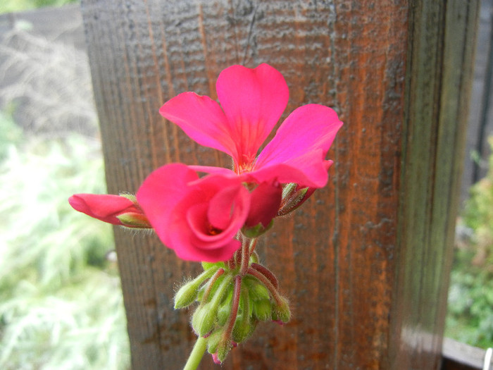 Cyclamen Lia Geranium (2012, Aug.18)