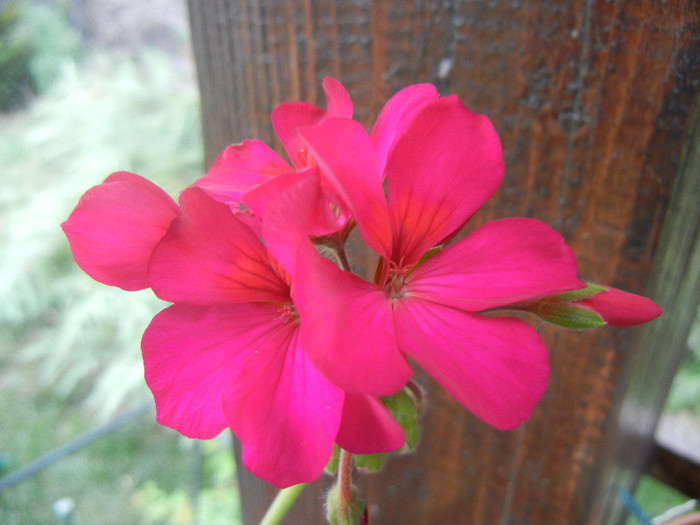 Cyclamen Lia Geranium (2012, Aug.19) - Geranium Cyclamen Lia