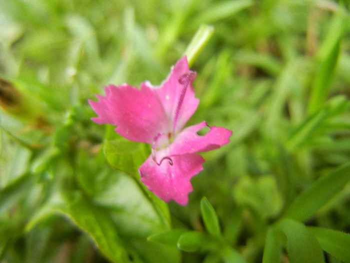 Dianthus Kahori (2012, August 19) - Dianthus Kahori
