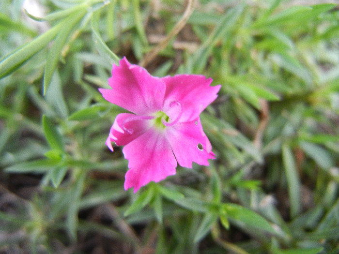 Dianthus Kahori (2012, August 19) - Dianthus Kahori