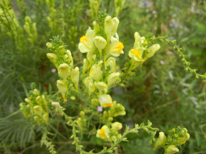 Linaria vulgaris (2012, August 19) - Linaria vulgaris