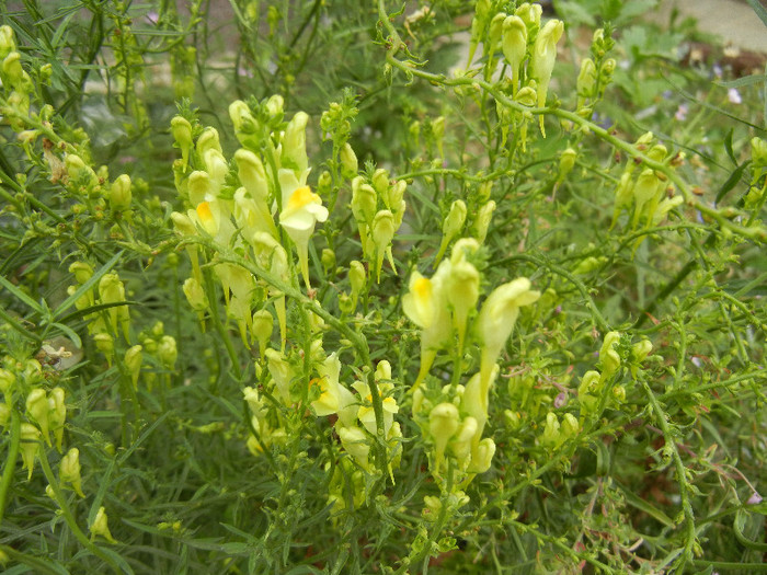 Linaria vulgaris (2012, August 19) - Linaria vulgaris