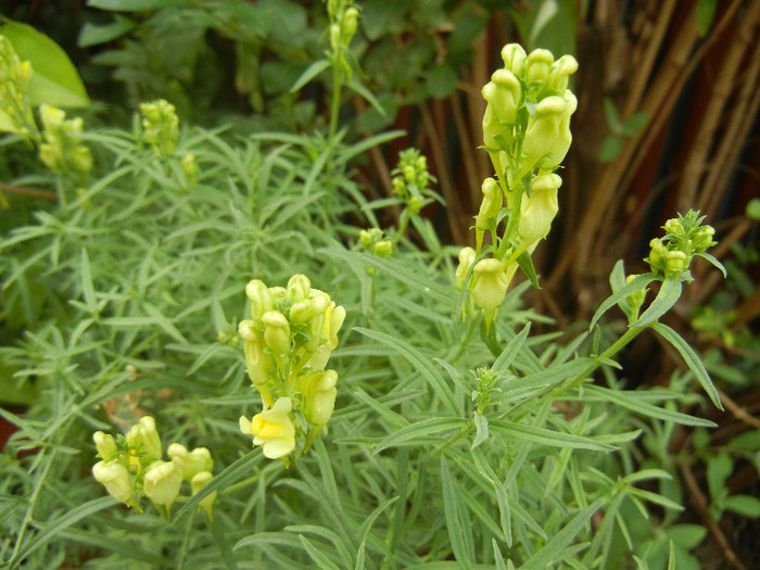 Linaria vulgaris (2012, August 19) - Linaria vulgaris