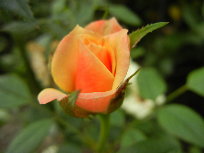 Orange Miniature Rose (2012, Aug.19)