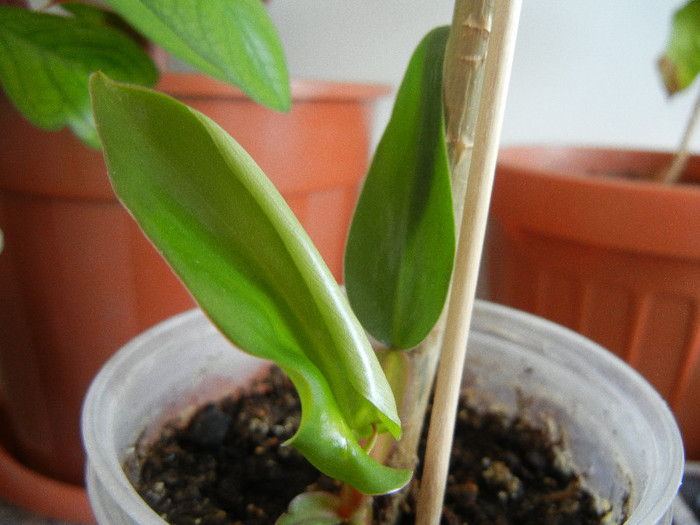 Philodendron erubescens (2012, Aug.18)