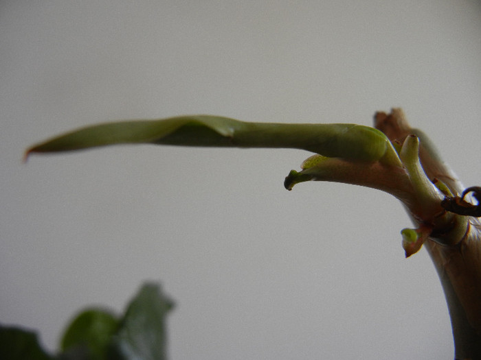 Blushing Philodendron (2012, Aug.18) - Philodendron erubescens