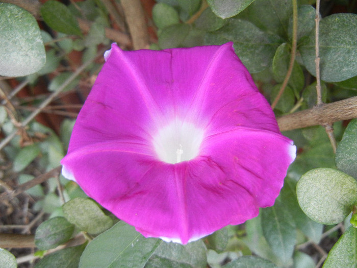 Picotee Morning Glory (2012, Aug.19) - Picotee Morning Glory