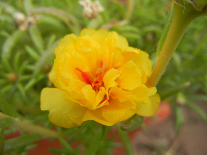 Portulaca grandiflora (2012, Aug.19) - PORTULACA Grandiflora