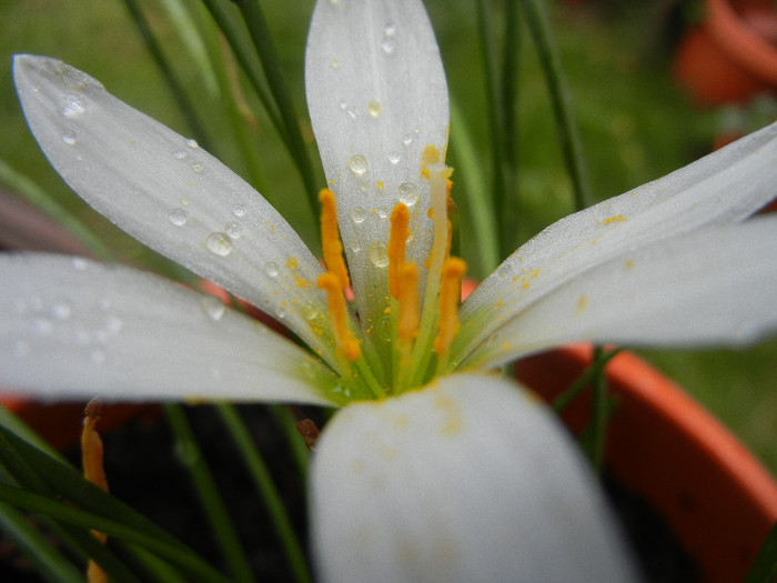 Zephiranthes candida (2012, August 18) - White Rain Lily