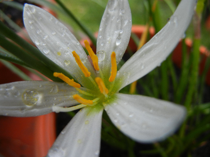 Zephiranthes candida (2012, August 18) - White Rain Lily