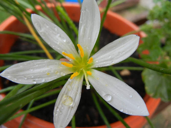 White Rain Lily (2012, August 18) - White Rain Lily