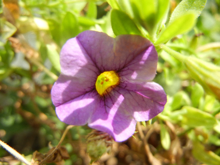 Calibrachoa Lavender (2012, Aug.18) - Calibrachoa Lavender