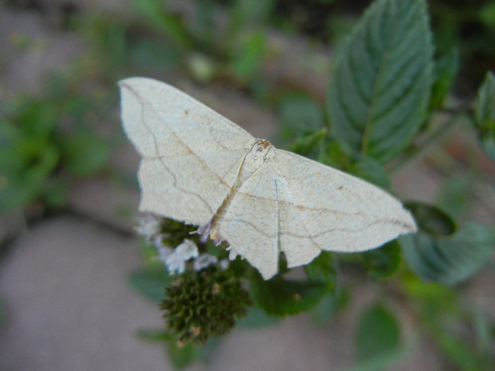 Striped moth, 17aug2012 - Striped moth