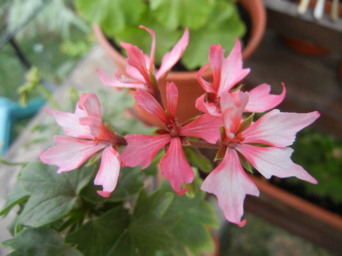 Pink Stellar Geranium (2012, Aug. 19)