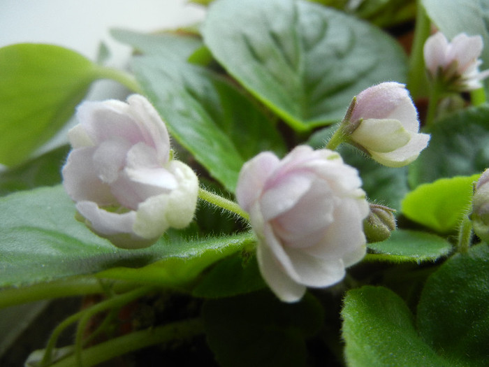 Semi-Double White Violet (2012, Aug.18)