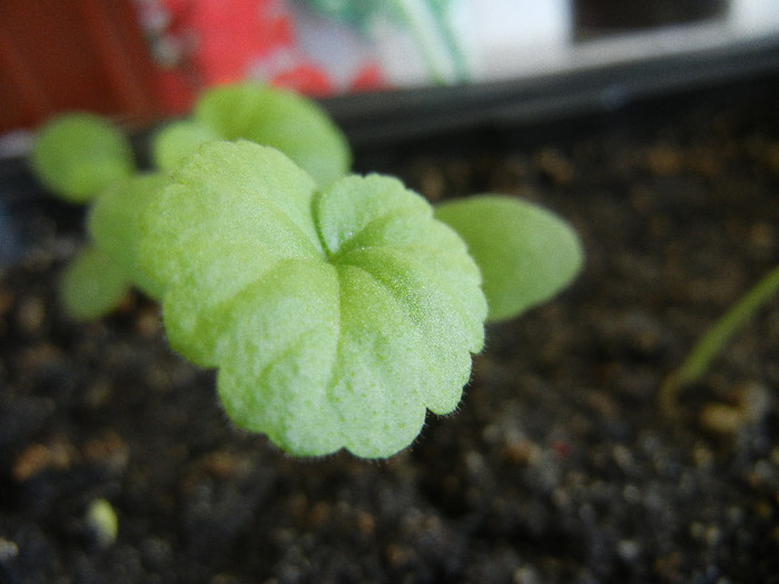 Red geranium, 18aug2012