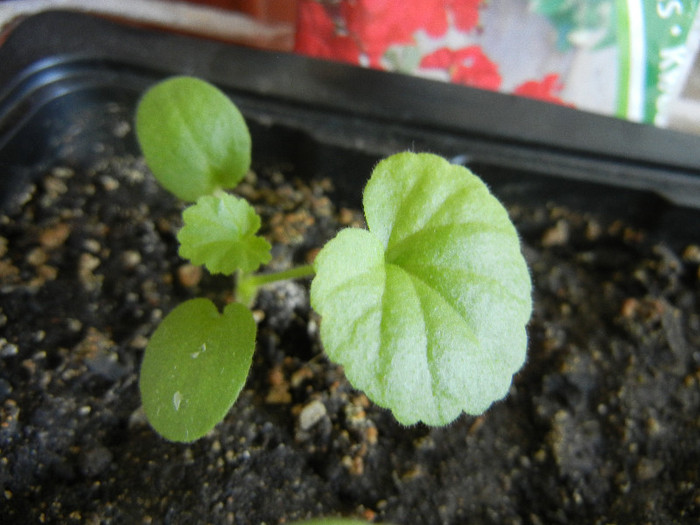 Red geranium, 18aug2012