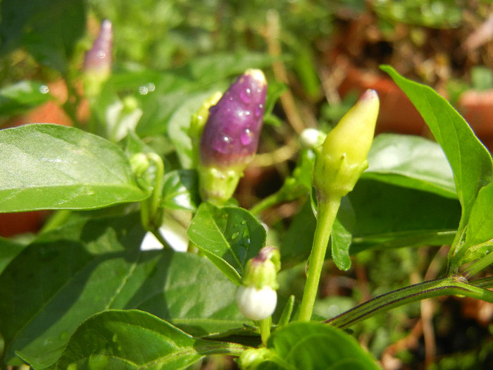 Purple Chili Pepper (2012, August 18) - Purple Chili Pepper
