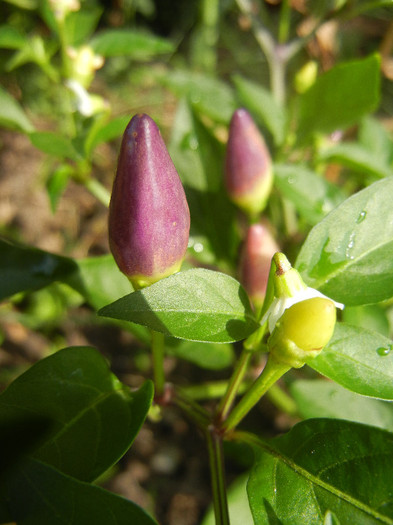 Purple Chili Pepper (2012, August 18) - Purple Chili Pepper