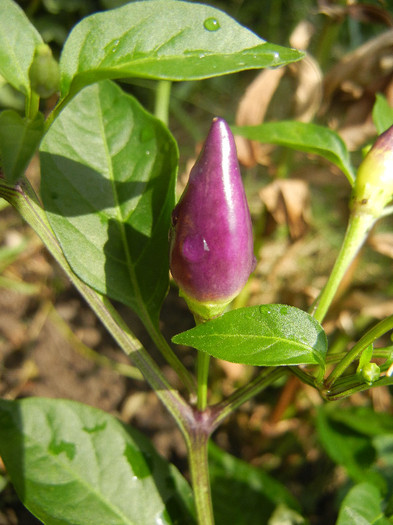 Purple Chili Pepper (2012, August 18)
