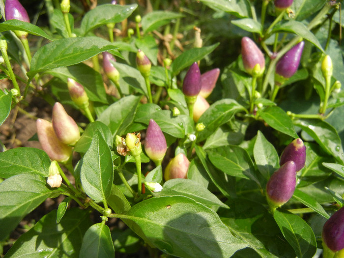 Purple Chili Pepper (2012, August 18) - Purple Chili Pepper