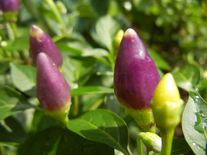 Purple Chili Pepper (2012, August 18) - Purple Chili Pepper