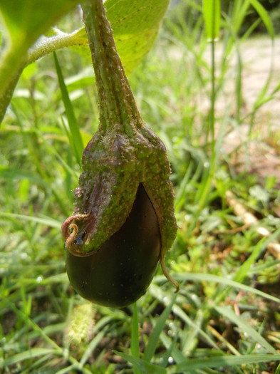 Solanum melongena (2012, August 18) - Eggplants_Vinete