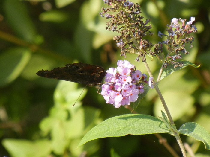 Buddleja davidii Purple (2012, Aug.07) Buddleja davidii Purple (2012, Aug.07)