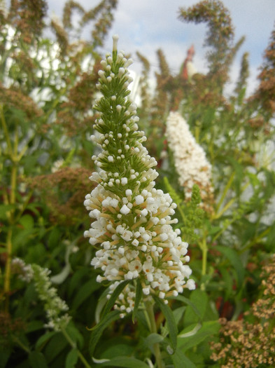 Buddleja davidii White Ball, 02aug12 - Buddleja White Ball