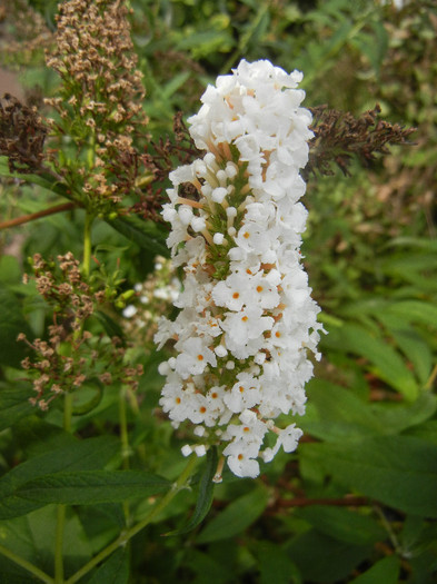 Buddleja davidii White Ball, 02aug12 - Buddleja White Ball