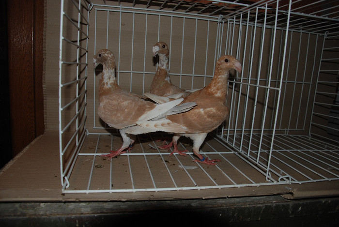 Pui galbeni 2012 Vanduti