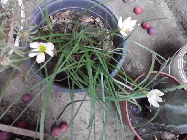 zephyranthes alb