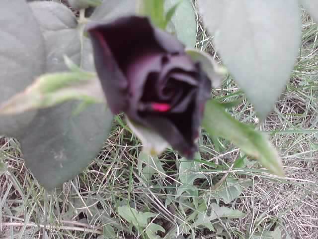 printul negru - talmes-balmes 2012