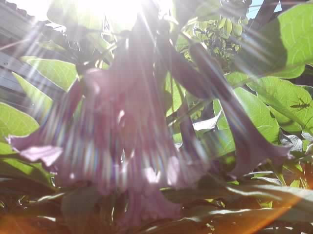 soare si