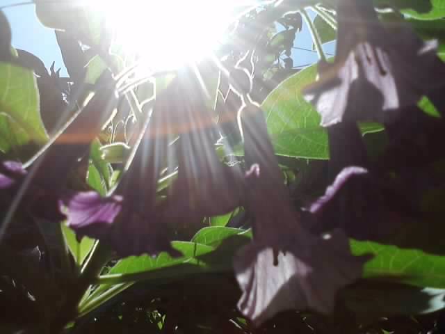 flori
