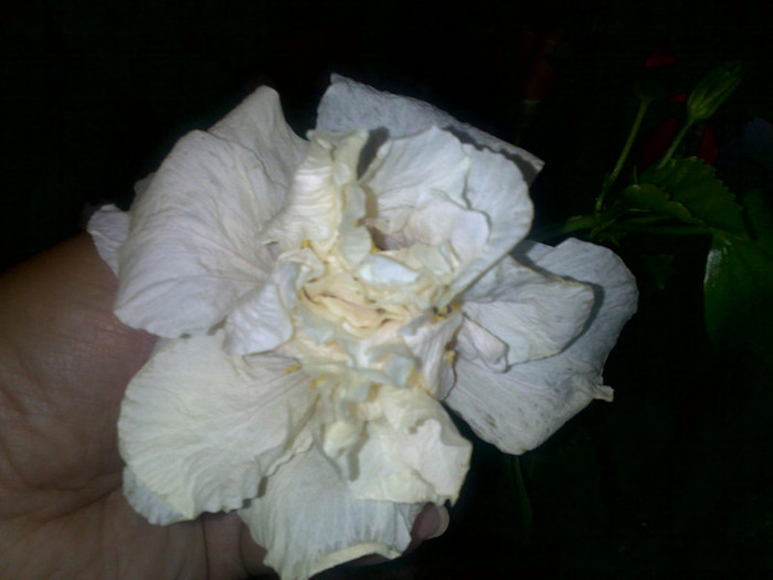 14082012495 - hibiscusi 2012