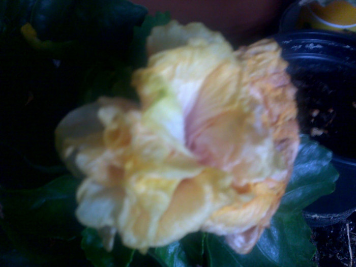 18082012500 - hibiscusi 2012