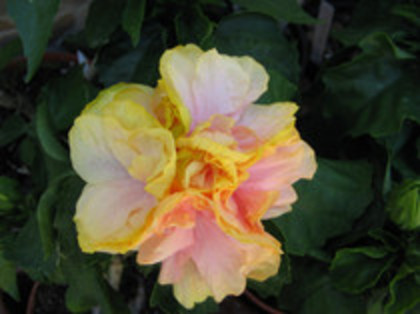 bride's bouget - hibiscusi 2012