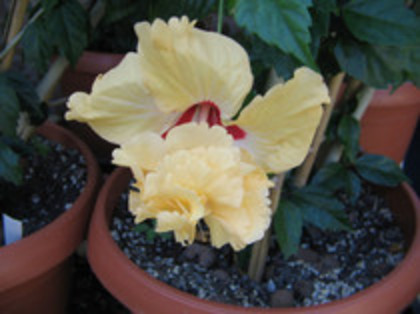 el capitoliu galben - hibiscusi 2012