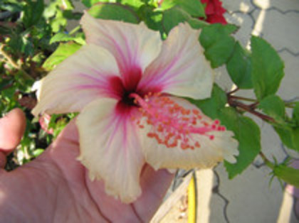 rowena wedding - hibiscusi 2012