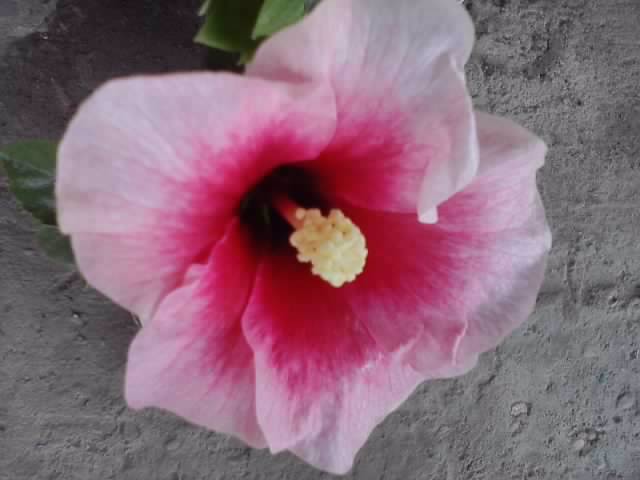 hibiscus - hibiscusi-2012-1